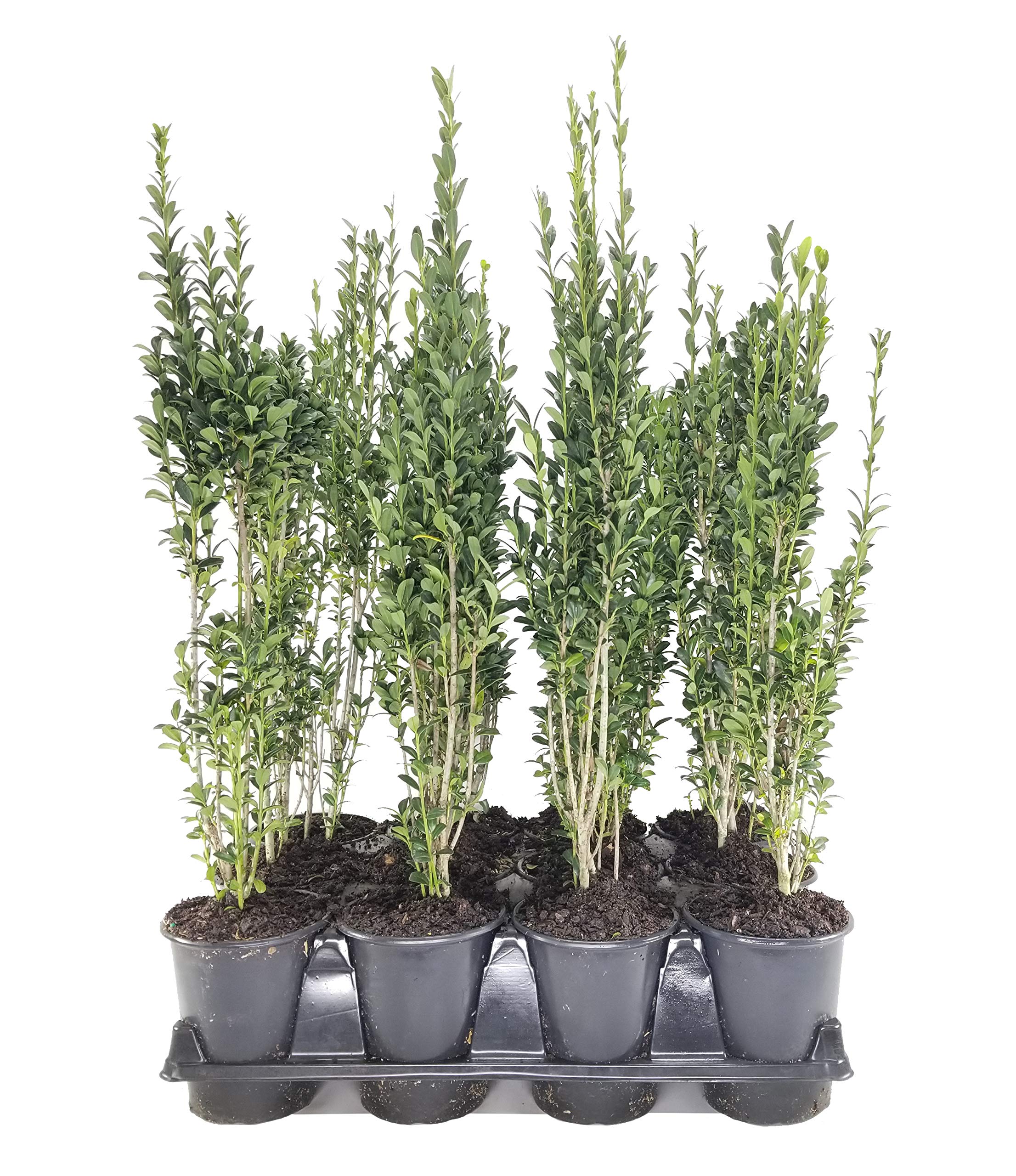 Amazon.com : Sky Pencil Japanese Holly - 3 Live Quart Size Plants